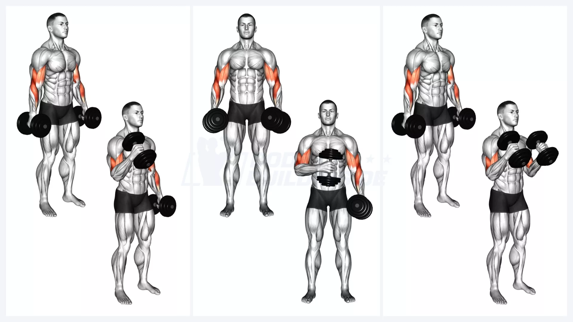 Übung Hammer Curls Kurzhanteln stehend